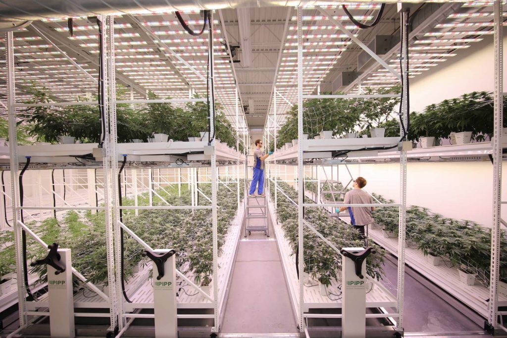 commercial cannabis grow racks