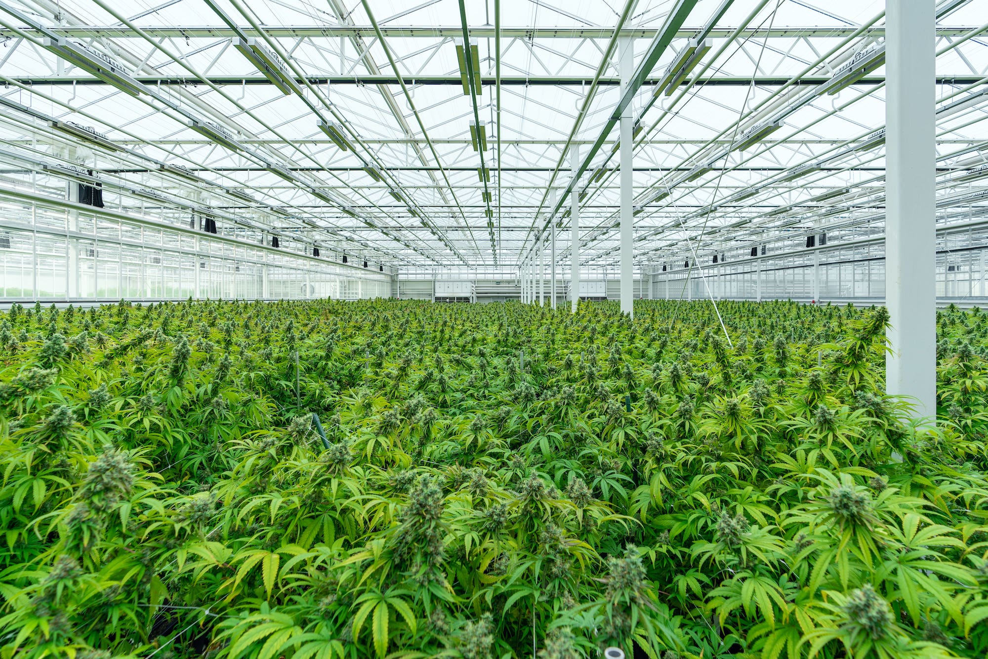 sensors for cannabis growers