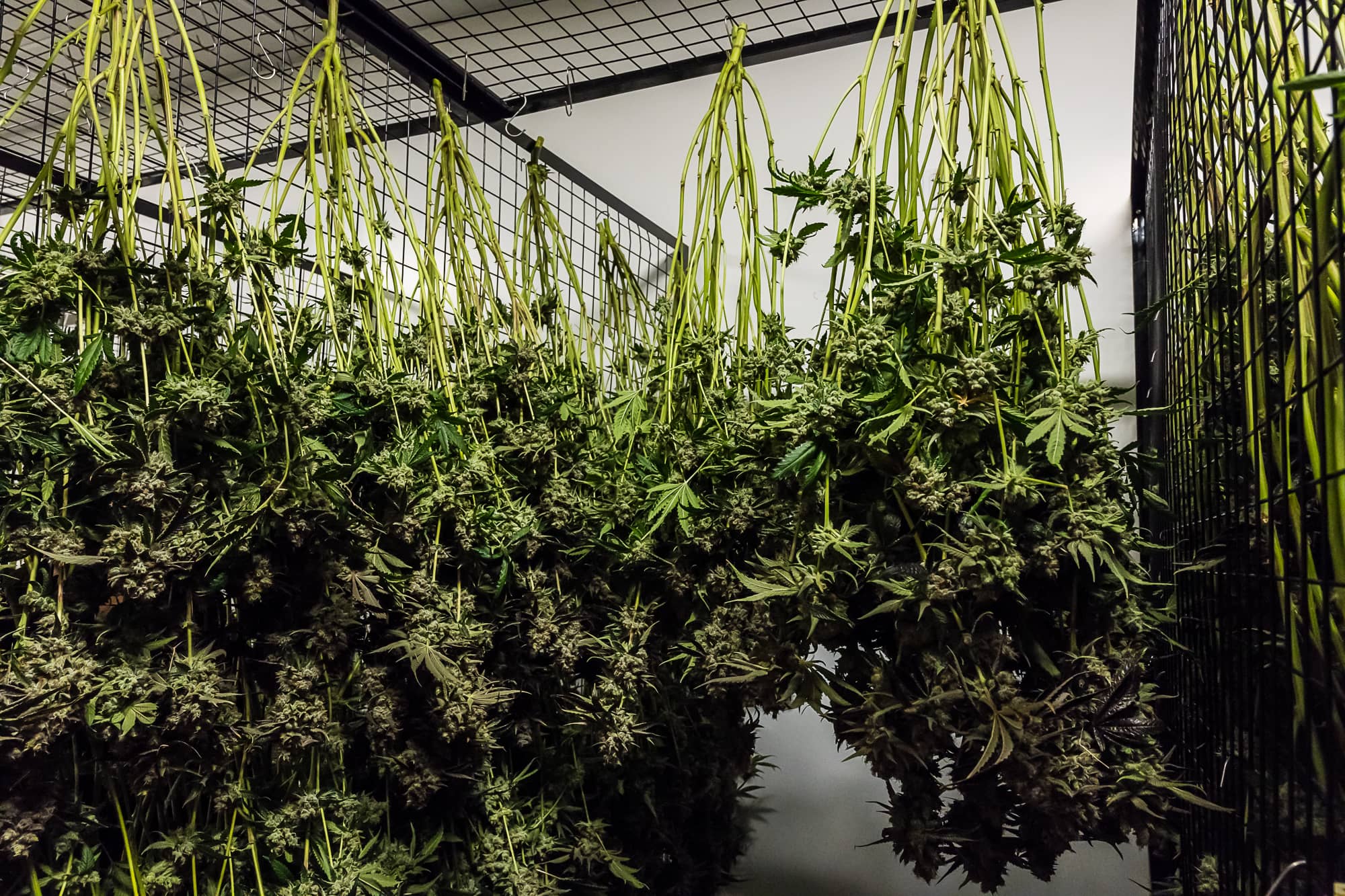 drying cannabis and curing