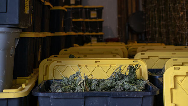cannabis in bins